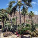 More Phoenician Landscaping